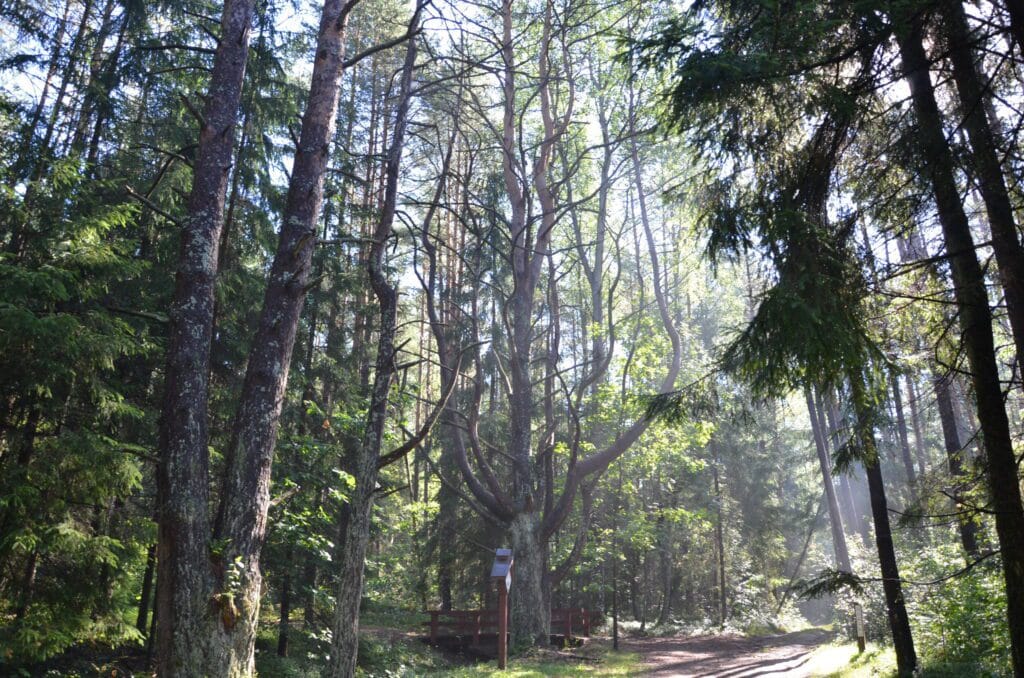 Grybiškių pušis / Nuotraukos šaltinis salcininkai.lt
