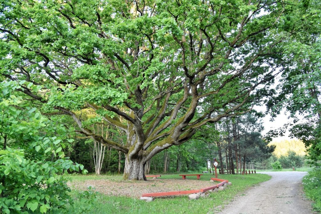 Stakų ąžuolas / Nuotraukos šaltinis salcininkai.lt
